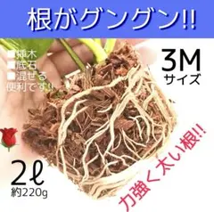 チップ3M【ポトス 斑入り モンステラ 多肉植物 紫陽花 薔薇 ラベンダー等⑫A