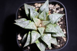 Haworthia/ 海ほたる×萩原　ハオルチア　管理220