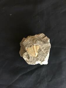 化石 三葉虫 化石 標本