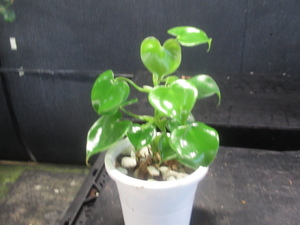 ＫＮ　１円！　フィロデンドロン　フィブラエカタフィラム（PHILODENDRON FIBRAECATAPHYLLUM）　　　0.8Ｍ以下