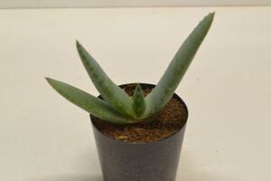 アロエ　ブリヘイデンシス　ALOE vryheidensis