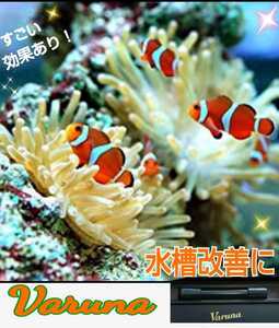 水槽の水が綺麗になります【ヴァルナ8㎝】水替え不要で透明度を抜群に保ちます！有害物質や病原菌も強力抑制☆魚が元気に長生きします！