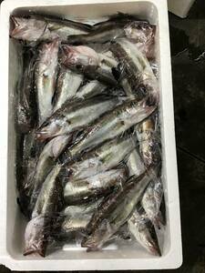 （魚）アラ中１匹20センチ