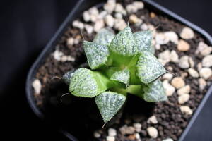 Haworthia /桜 　ハオルチア