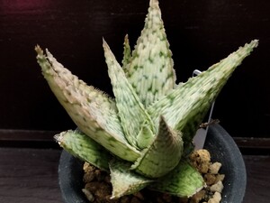 Aloe hybrid 