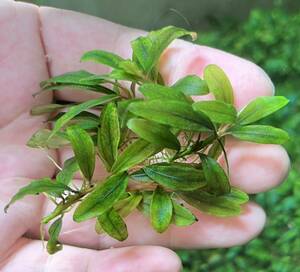 Bucephalandra sp.”kualakuayan Type1”5株 水中葉　ブセファランドラ クアラクアヤン1