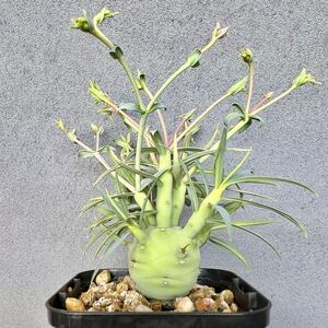 ユーフォルビア エチュベルクローサ 実生1 開花充実株 まん丸型 euphorbia etuberculosa 多肉植物 