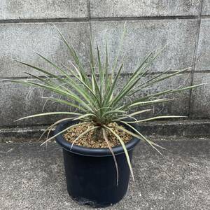 ユッカ デシピエンス Yucca decipiens