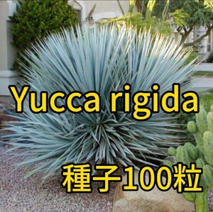 【種子】ユッカ　リギダ　種子100粒　Yucca rigida 5月入荷