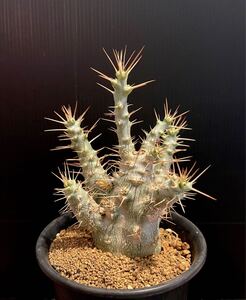 【Pachypodium saundersii】パキポディウム サウンデルシー　白馬城　プラ鉢約10cm