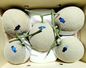 ☆高知産☆８，４Kg☆　マスクメロン　５玉入り☆　　☆美品☆