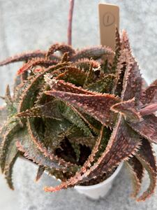 Aloe hybrid ① アロエ ハイブリッド 実生 多肉植物