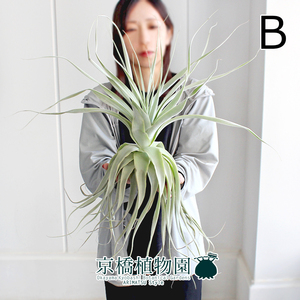 【現品】チランジア・ストラミネア 大（B）Tillandsia straminea