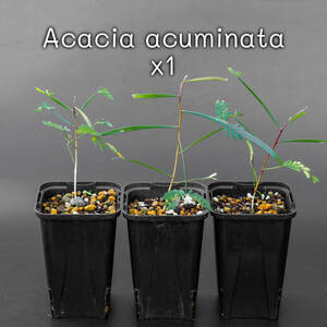 Acacia Acuminataの苗 x1 鉢ごと アカシア・アクミナータ アキュミナータ ネムノキ ねむの木 ミモザ confusa コンフサ ジャムワトル