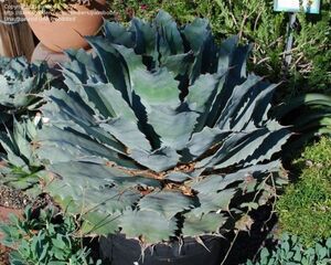 Agave guadalajarana アガベ グアダラハラナ 種子 100粒