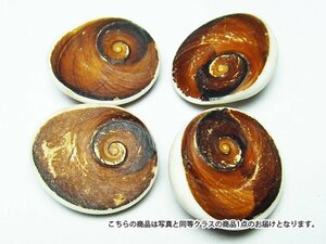 誠安◆超レア最高級天然フォッシルシェル 貝化石 置物[T860-2]