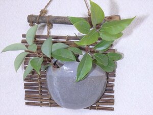 ★純和風【すだれ風の掛け花入れ】花器は陶器　壁掛けは木製　サイズ：幅20×紐含んだ高さ27cm　厚6.3cm　茶道具 民芸調 壁飾り 柱掛け