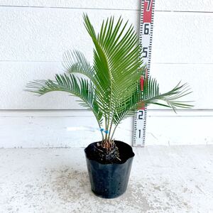 ソテツ　約:40cm 【sago palm/蘇鉄/そてつ/ヤシの木/庭木/ポット/幹太/南国風/ガーデン/ドラセナ】243090