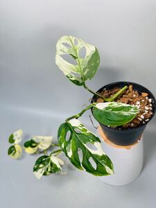 「27」モンステラ　アクミナータ　ミント　斑入りMonstera Acuminata Variegata