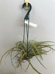 Tillandsia usneoides エアプランツ チランジア チランドシア 　送料込！　30センチ前後　②