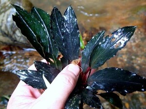 Bucephalandra motleyana「新玉（あらたま）」/Padawan