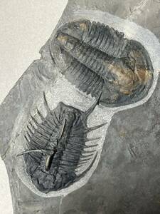 オレノイデス・バリ完全体　アサフィスカス完全体とのマルチプレート化石　バイトマーク付き　ユタ州　カンブリア紀三葉虫最希少種