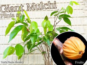 ジャイアントマルチ 中苗[熱帯果樹]Plinia sp. Giant Mulchi