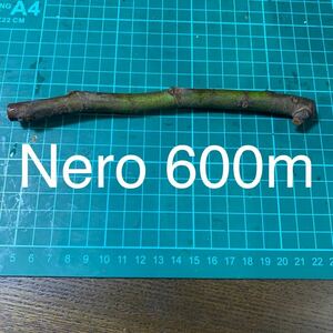 Nero 600m穂木　イチジク穂木 いちじく穂木 