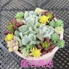 多肉植物　トップシータービー　虹の玉　寄せ植え