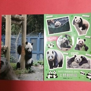 リーリー シンシン ポストカード 上野動物園 公式 受注限定 / シャンシャン シャオシャオ レイレイ タンタン パンダ　⑬