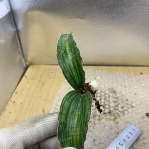 超希少種　サンスベリア クレオパトラ　白斑入りSANSEVIERIA CLEOPATRA WHITE VARIEGATED VARIEGATED 多肉植物 サンセベリア 錦 