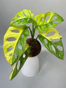 「16」Monstera Adansonii Aurea Variegata マドカズラ　斑入り　モンステラ アダンソニー　オーレア　バリエガータ