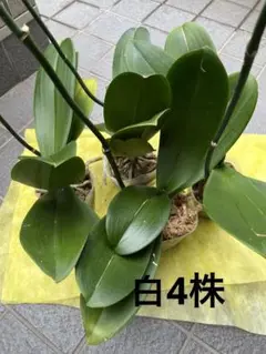 胡蝶蘭　大輪　白　花後　4株