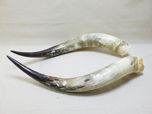 ★ 水牛 角 一対 加工材料 約63～65cm ★ G748 horn of the buffalo