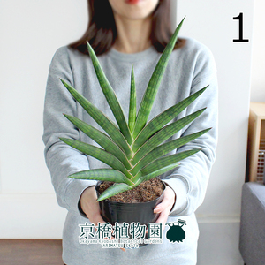 【現品】サンスベリア・ケニア 4号ポット（1）Sansevieria Kenia