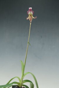 洋蘭 原種 パフィオ TA11860 Paph. fairrieanum x sib (Orchid Zone Remake)