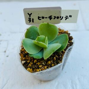 Y31 ピーチプリデ 多肉植物