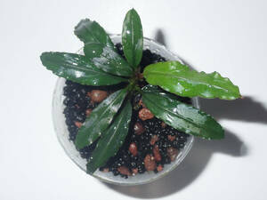 Bucephalandra sp. "Gn.Saran" 【TEAM BORNEO】5