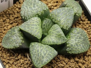 ■[W090]唐草獅子×N水晶　実生　未繁殖【多肉植物　Haworthia　ハオルチア　ハオルシア】