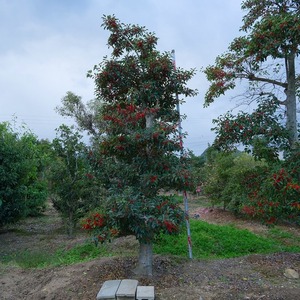 （株）一樹園　　 もち　 　　庭木／樹齢50年　　植木　庭園樹　箱庭　造園