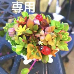 そのまま飾れる多肉植物寄せ植え　お洒落ミニ鉢　管理書付