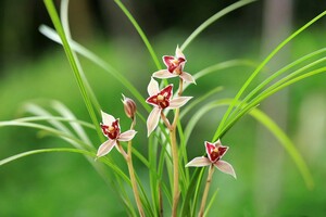 ●中国蓮弁蘭「紅満天」 530-40 ● 春蘭 寒蘭 東洋蘭 万年青 蘭 富貴 長生 山野草 セッコク 中国 寒蘭