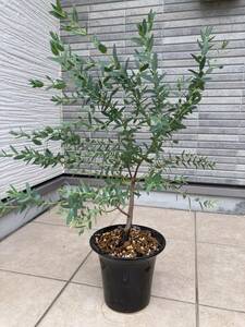 超レア★なかなか出ない美樹形★『ユーカリ・アップルボックスEucalyptus bridgesiana』の植木　樹高約５５ｃｍ（鉢底から）