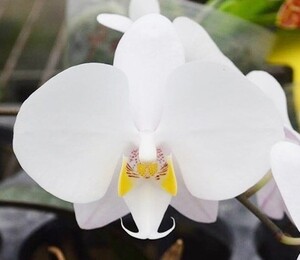 洋蘭原種 (250) 葉の綺麗な胡蝶蘭　Phal. philippinensis ファレノプシス フィリピネンシス