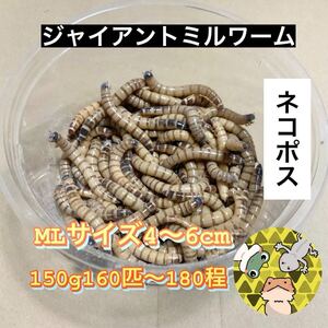 150グラム 約160匹〜180匹　ジャイアントミルワーム