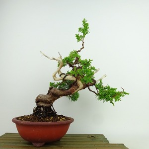 盆栽 真柏 樹高 約27cm しんぱく Juniperus chinensis シンパク “ジン シャリ” ヒノキ科 常緑樹 観賞用 現品