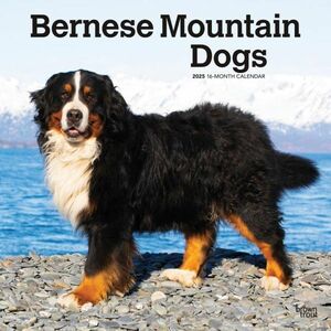 ★新品★送料無料★ バーニーズ 2025 カレンダー★Bernese Mountain Dogs