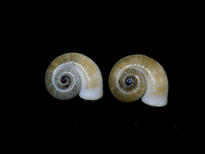 貝の標本 Cyclotus canaliculatus 18mm&19mm.