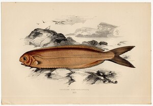 1877年 コーチ 英国の魚類史 多色石版画 イボダイ科 ミナミクロメダイ属 CORNISH CENTROLOPHUS 博物画