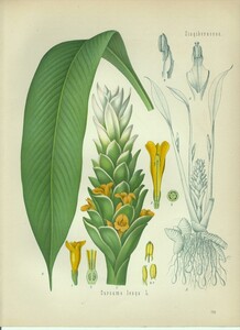 1890年 Kohlers 薬用植物 多色石版画 ショウガ科 ウコン属 ウコン Curcuma longa L ターメリック